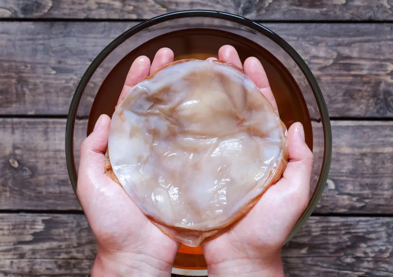 Kombucha co to? Dwie dłonie trzymają galaretowaty SCOBY, kulturę do fermentacji napoju.